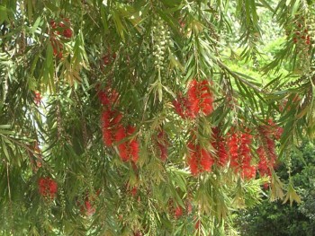 Người xưa dạy “mộ không trồng 3, nhà không trồng 4”, đó là những loại cây nào?