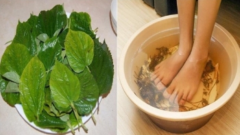 Vì sao ngâm chân bằng lá lốt thường xuyên tốt như dùng thuốc bổ?