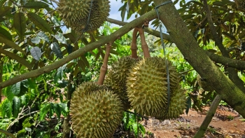 Giá sầu riêng tăng vọt trên 80.000 đồng/kg, doanh nghiệp không dám mua vì lỗ, nguy cơ vỡ trận xuất khẩu