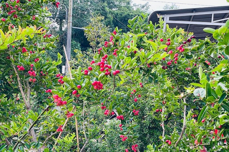 Những chùm quả tròn xinh, đỏ đậm, bóng lừ của cây si rô cực kỳ hấp dẫn.