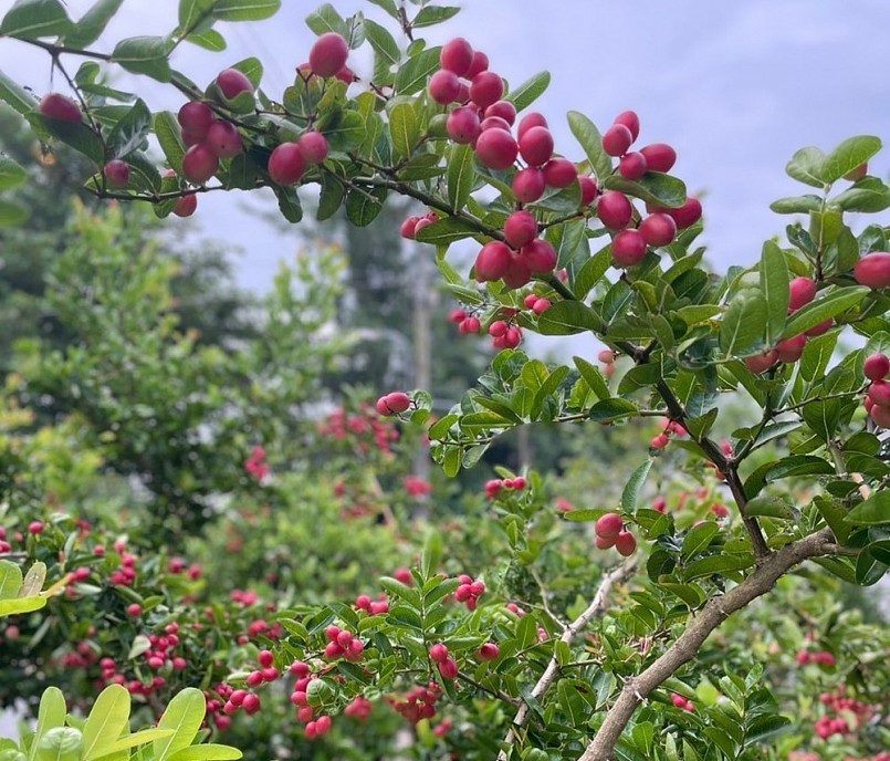 Trồng cây si rô vừa che nắng nóng, vừa ngắm nhìn những trái cây xinh đẹp và thưởng thức chúng là mong muốn của nhiều người.