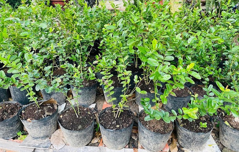 Cây siro thuộc loại cây thân gỗ nhỏ, dạng bụi, sống lâu năm, cây có chiều cao khoảng 2-4m. 