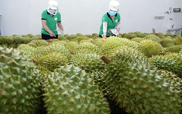 Nếu nông dân và doanh nghiệp không đạt được thoả thuận về giá sầu riêng, cả hai phía sẽ cùng chịu thiệt hại.