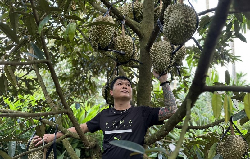 Giá sầu riêng thay đổi liên tục khiến nhà vườn chưa muốn bán doanh nghiệp cũng khó mua.