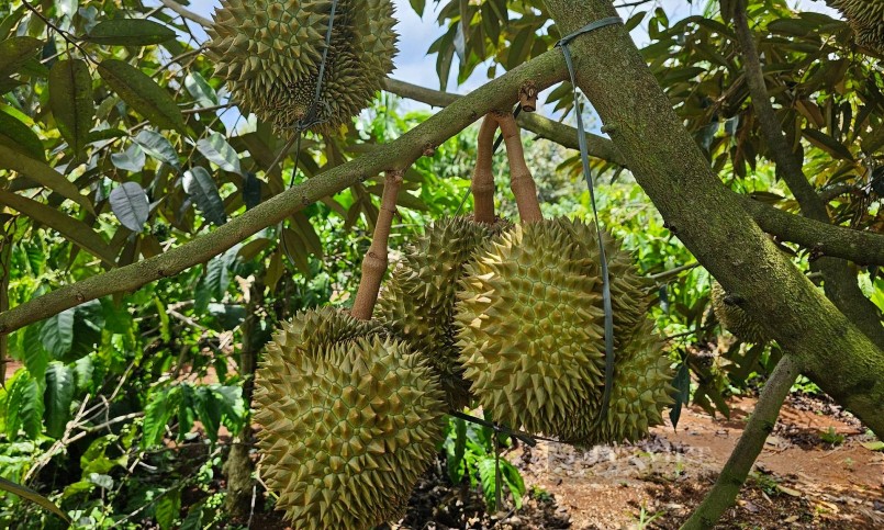 Giá sầu riêng Ri6 tại Tây Nguyên tăng lên mức 80.000 đồng/kg