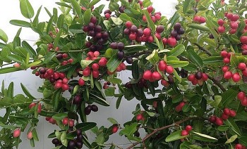 Loại cây tên lạ trái đỏ chen lá ngắm đã mắt ăn đã miệng, người hiếu kỳ kéo tới chiêm ngưỡng