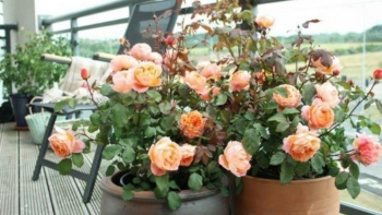 Trồng hoa tưới thứ nước xanh xanh đỏ đỏ này, đất không khô cứng, chậu nở đầy hoa