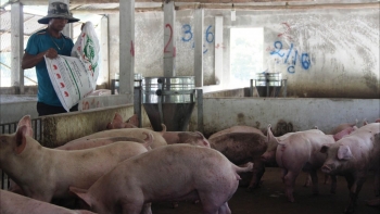 Giá heo hơi hôm nay 06/8: Trần giá heo tăng chờ đợi những phiên bùng nổ khi nhu cầu đẩy mạnh