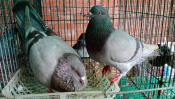 Người phụ nữ 'quê hương 5 tấn' mê chim và tuyệt chiêu thu 20 triệu đồng mỗi tháng