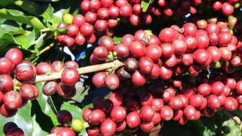 Giá nông sản hôm nay 06/8: Cà phê biến động dữ dội, hồ tiêu cũng bật tăng lo nguồn cung thiếu hụt