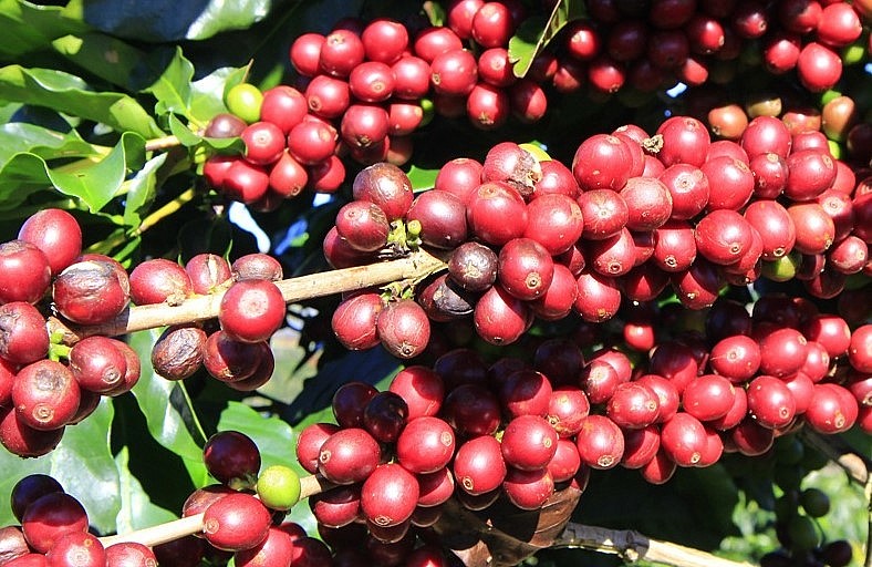 Giá nông sản hôm nay (06/8), giá cà phê dao động trong khoảng 66.100 - 67.000 đồng/kg. Giá nông sản hôm nay (06/8), giá cà phê dao động trong khoảng 66.100 - 67.000 đồng/kg.