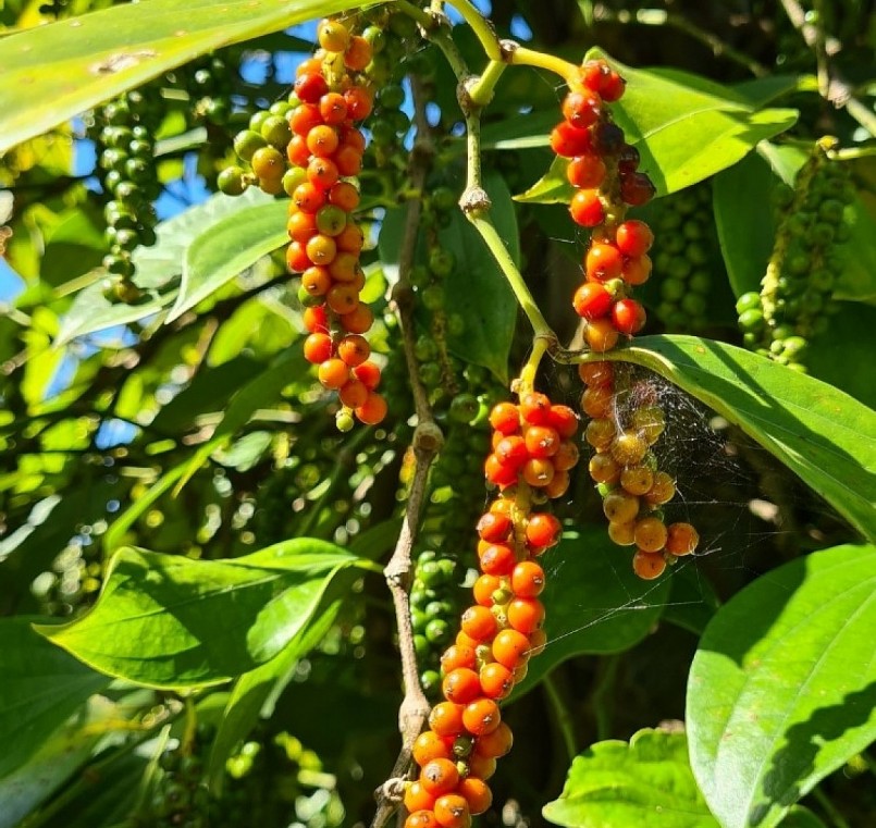 Giá nông sản hôm nay (06/8), giá tiêu tuần qua tăng mạnh. Giá nông sản hôm nay (06/8), giá tiêu tuần qua tăng mạnh.