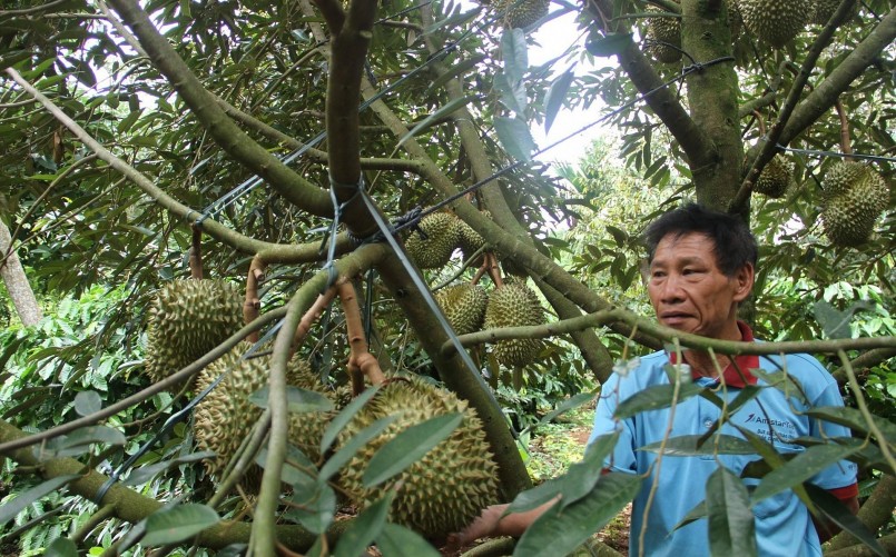 Người dân lo lắng cho vụ mùa sầu riêng 2023 khi một hợp tác xã bị thu hồi giấy chứng nhận. 