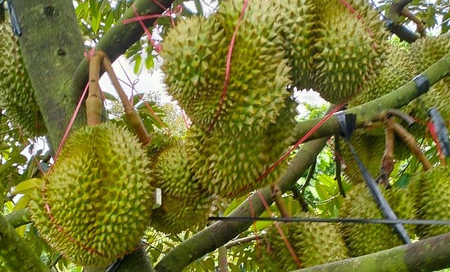  mức giá sầu riêng vượt xa dự tính của doanh nghiệp nên gần như không thể mua được