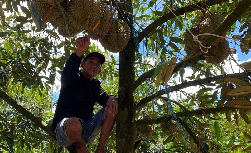 Cơn sốt xuất khẩu cùng với những làn sóng tăng giá sầu riêng liên tục đã lộ diện những bất cập.