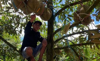 Nóng rực mùa sầu riêng Tây Nguyên, vì sao các tỷ phú trái cây vua cứ như ngồi trên "chảo lửa"?