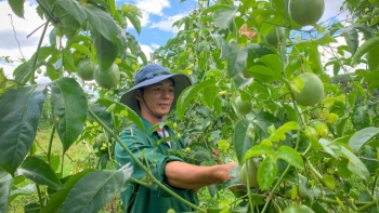 Chanh dây giá lao dốc vì sao chanh dây xuất khẩu giá cao gấp 10 lần, cơ hội đổi mới tư duy sản xuất?