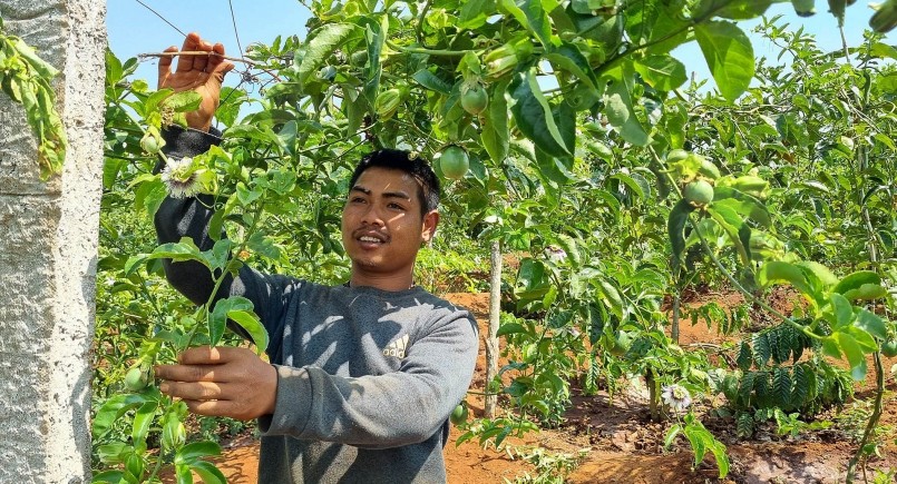 Người nông dân ở tỉnh Gia Lai bên vườn chanh dây sau khi phá bỏ diện tích cây cà phê. Ảnh: Thanh Tuấn Người nông dân ở tỉnh Gia Lai bên vườn chanh dây sau khi phá bỏ diện tích cây cà phê. Ảnh: Thanh Tuấn