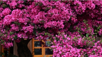 Trồng hoa giấy nhớ nguyên tắc “1 ít - 1 nhiều - 1 siêng năng”