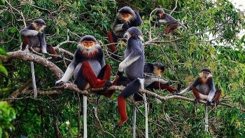 Tiêu chí xác định loài thực vật rừng, động vật rừng nguy cấp, quý, hiếm