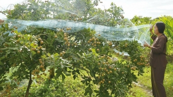 Người phụ nữ từ chối sang Mỹ để chăm vườn nhãn, tự tay lai tạo giống nhãn đặc sản của tỉnh Bạc Liêu