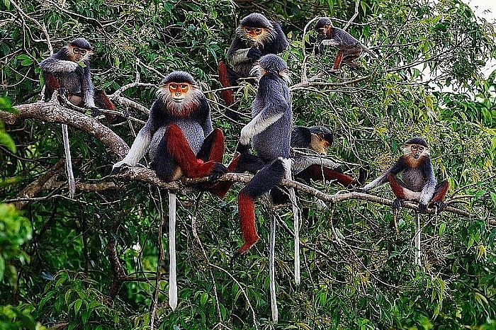 Bộ Nông nghiệp và Phát triển nông thôn đề xuất tiêu chí xác định loài thực vật rừng, động vật rừng nguy cấp, quý, hiếm Bộ Nông nghiệp và Phát triển nông thôn đề xuất tiêu chí xác định loài thực vật rừng, động vật rừng nguy cấp, quý, hiếm