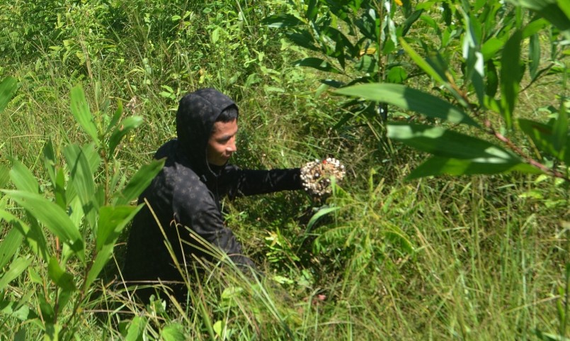 Mỗi thợ săn ong có thể kiếm từ 30 - 50 tổ ong vang mỗi ngày. Ảnh: Hà Thủy