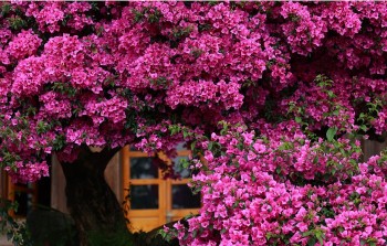 Trồng hoa giấy nhớ nguyên tắc “1 ít - 1 nhiều - 1 siêng năng”