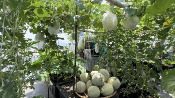 Ngày vác đất lên tầng 5, đêm soi đèn bắt sâu người phụ nữ kỳ công tạo nên khu vườn xanh sạch trên sân thượng