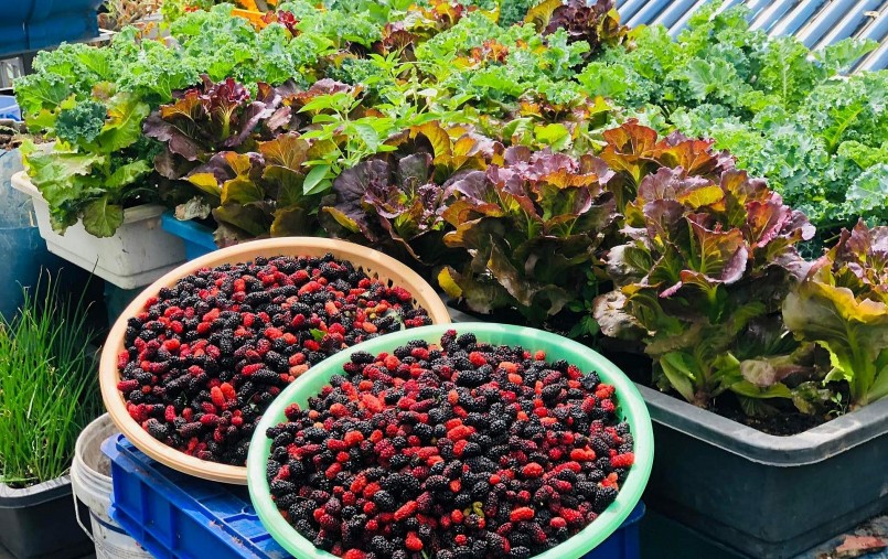 Vườn rau sân thương cung cấp dủ nguồn rau sạch cho gia đình chị Loan.