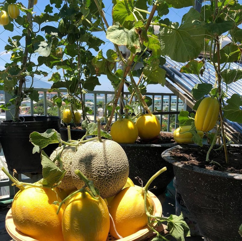 Thành quả từ những quả ngọt trên vườn sân thượng khiến ai cũng phải trầm trồ.