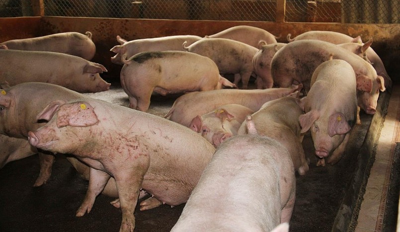 Giá heo hơi hôm nay (07/8) thị trường lặng sóng  khi giá heo ở các tỉnh, thành duy trì quanh mức 57.000 đến 63.000 đồng/kg. 