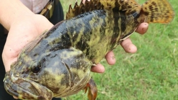 Nuôi cá lạ cứu vùng tôm thua lỗ, cá lớn nhanh thị trường ưa chuộng còn được hỗ trợ giống và vốn