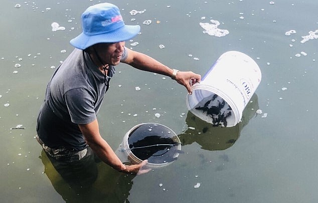 Người dân thả giống cá mú chân trâu tại xã Tịnh Kỳ, thành phố Quảng Ngãi. Người dân thả giống cá mú chân trâu tại xã Tịnh Kỳ, thành phố Quảng Ngãi.