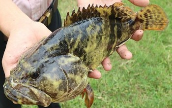 Nuôi cá lạ cứu vùng tôm thua lỗ, cá lớn nhanh thị trường ưa chuộng còn được hỗ trợ giống và vốn