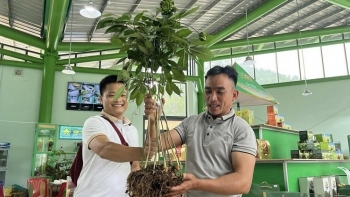Cây sâm Ngọc Linh đạt kỷ lục với giá bán 868 triệu đồng có gì đặc biệt?
