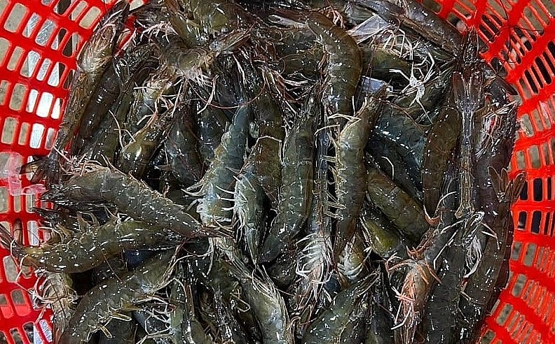 Những ngày gần đây giá tôm thẻ nguyên liệu ở các tỉnh miền Tây bắt đầu tăng trở lại.