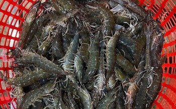 Ba tháng giảm sâu, giá tôm đã tăng trở lại triển vọng từ nuôi tôm càng xanh chuẩn VietGAP