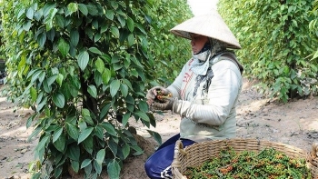 VPA cảnh báo lừa đảo thương mại quốc tế trong lĩnh vực nông sản