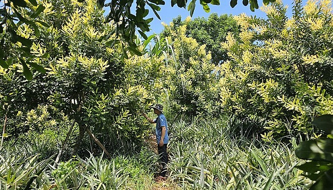 Cây mắc ca tại khu vực xã Vạn Hòa (TP Lào Cai) cho quả lác đác, chưa thấy rõ hiệu quả. Ảnh: Hải Đăng.