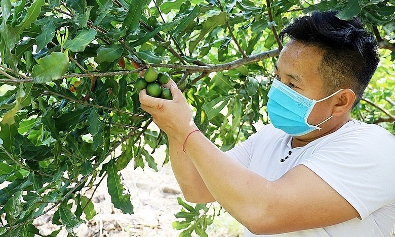 Anh Lừu Phừ (thôn Na Lốc 2, xã Bản Lầu) hái quả mắc ca trong vụ thu hoạch năm 2021. 