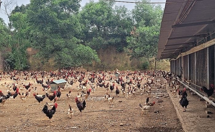 Khu chuồng nuôi dành cho gà trưởng thành trong trang trại của anh Hiển.