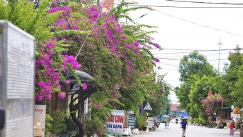 Về nơi trên là trời dưới là hoa, cổng nhà ai cũng có giàn hoa giấy khoe sắc đẹp như mơ