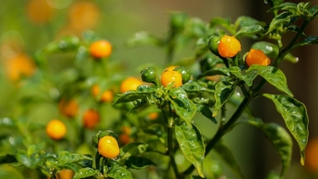 Kinh ngạc với trang trại ớt ngoại đắt đỏ nhất thế giới được trồng ở Hà Tĩnh