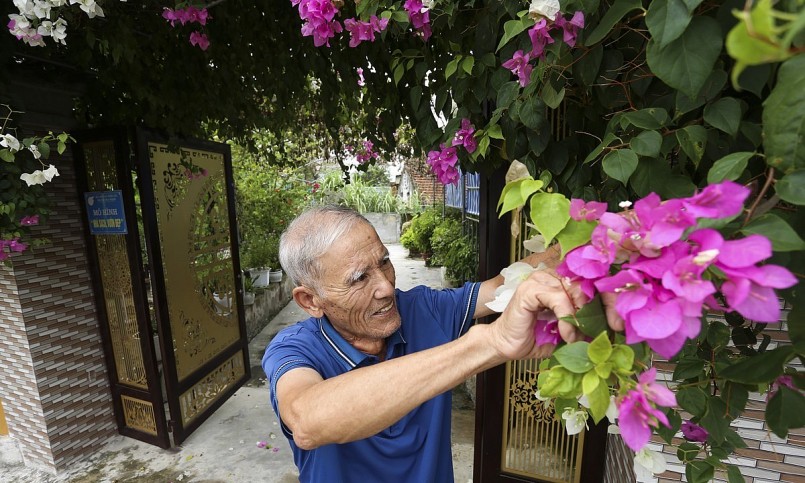 Ông Tước cho biết gốc hoa giấy này được gia đình trồng hơn 1 năm nhưng đã sum suê, tán cây bao phủ cả cánh cổng. 