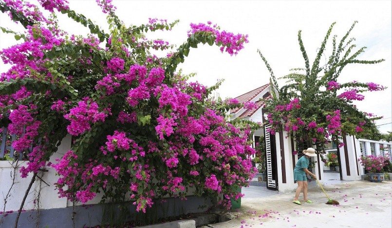 Những dàn hoa đẹp dưới bàn tay chăm sóc của người dân đã góp phần điểm tô thêm bức tranh miền quê nông thôn mới kiểu mẫu.