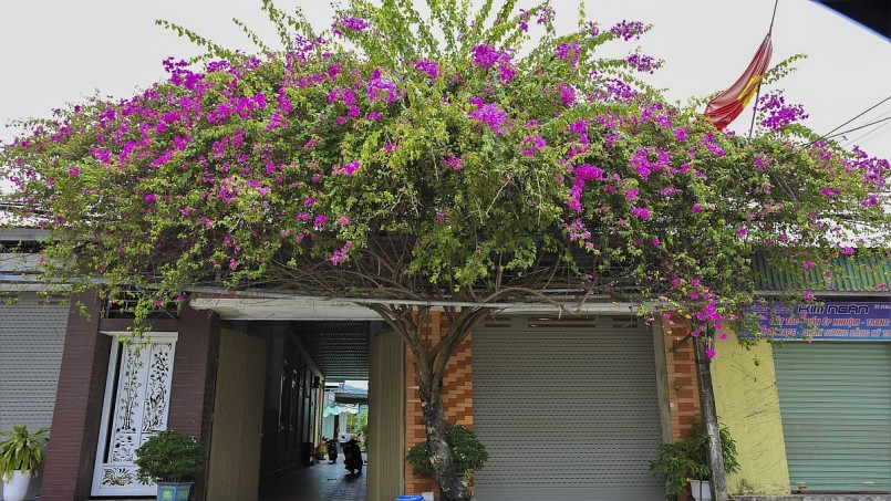 Dọc các con đường ở xã Thiên Lộc là những dàn hoa giấy khoe sắc rực rỡ.