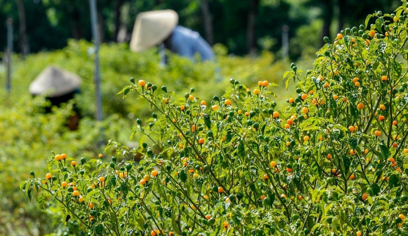 Năm 2018, nhận thấy đây là loại cây mang lại giá trị lớn, anh Tân bắt đầu tìm hiểu, nghiên cứu cách trồng và đưa giống ớt “kì lạ” này về Việt Nam.