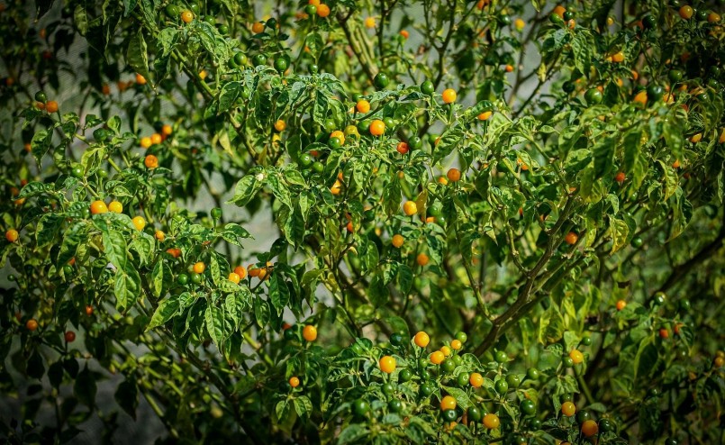 Ớt Peru có quả tròn, khi chín, trái chuyển màu vàng cam. Đây cũng là loại ớt được mệnh danh đắt nhất thế giới.