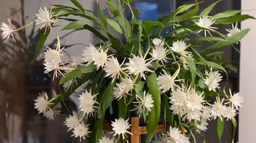 4 loại hoa “hao tiền” để trong nhà tài lộc khó đến